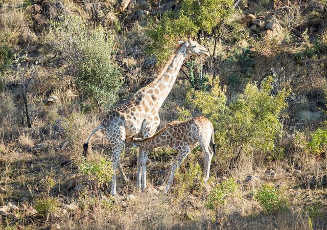 Safari's in bijzondere wildparken en golfen op sublieme golfbanen in malariavrij Zuid-Afrika - AmbianceTravel