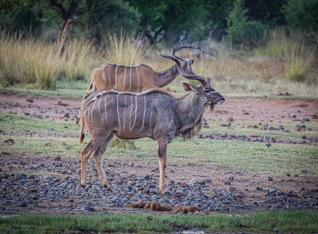 Safari's in bijzondere wildparken en golfen op sublieme golfbanen in malariavrij Zuid-Afrika - AmbianceTravel