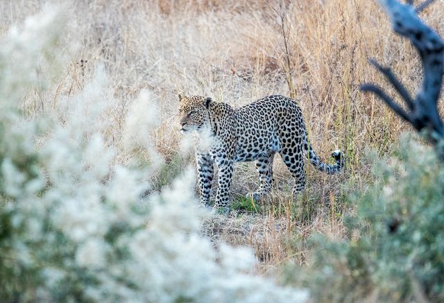 Safari's in bijzondere wildparken en golfen op sublieme golfbanen in malariavrij Zuid-Afrika - AmbianceTravel
