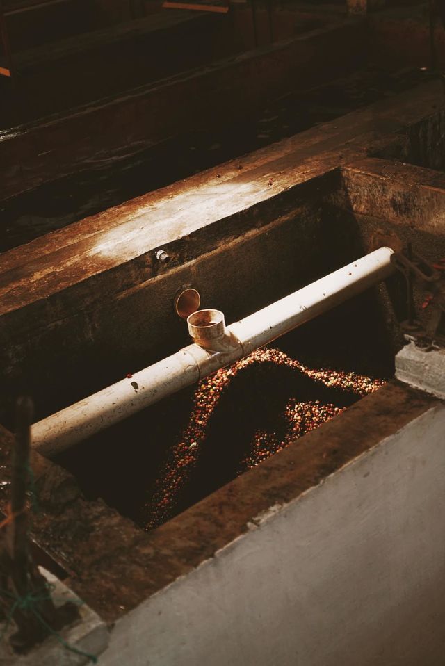 Rondreis Colombia Quindio Manizales Hacienda Venecia detail koffie proces
