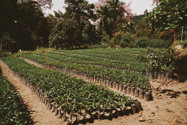 Rondreis Colombia Quindio Manizales Hacienda Venecia jonge koffieplantjes