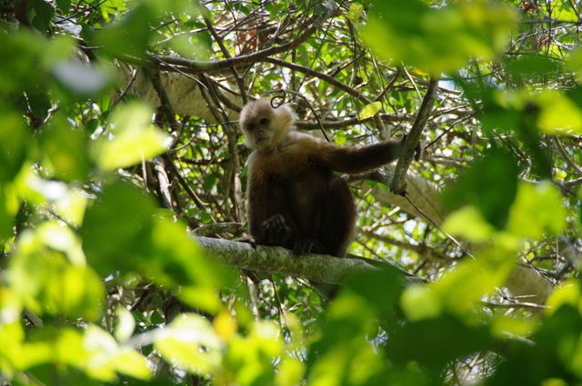 Rondreis Colombia Magdalena Tayrona National Park aapje