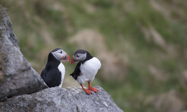 Vogels Ålesund Sunnmøre Noorwegen