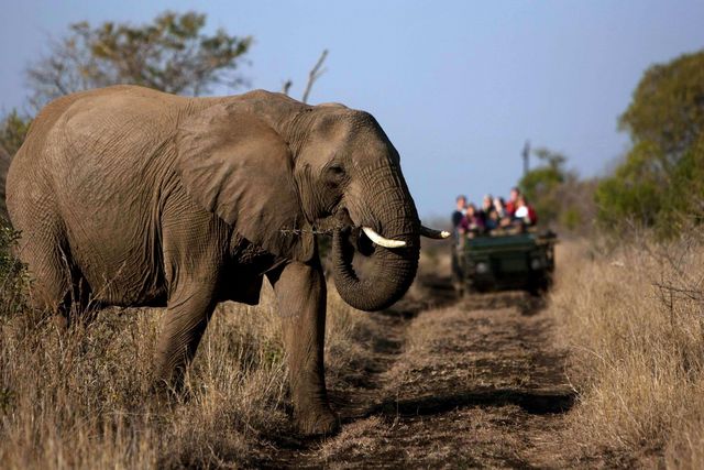 Rondreis Zuid-Afrika Amakoshi Game Reserve olifant