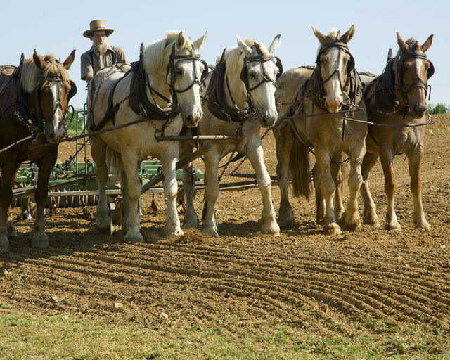 Amish boer Verenigde Staten