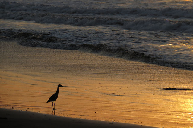 Rondreis Colombia Choco Nuqui El Cantil Ecolodge steltloper op het strand