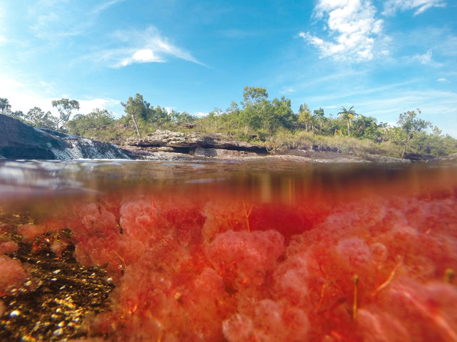 Rondreis Colombia Meta La Macarena Cano Cristales met onderwater opname