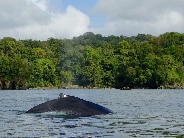 Rondreis Colombia Choco Nuqui El Cantil Ecolodge dolfijnen voor de kust
