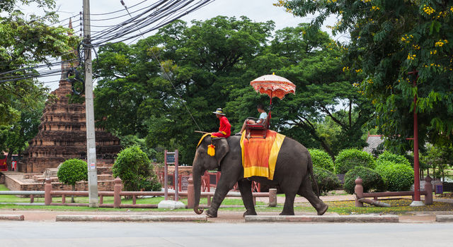 Olifant Ayuthaya Thailand