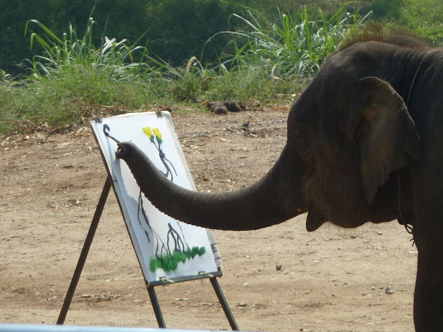 Olifanten show Chiang Mai Thailand