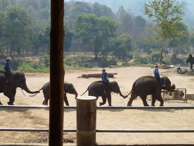 Olifanten Chiang Mai Thailand