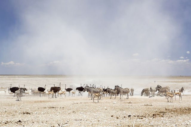 Rondreis Namibië Etosha