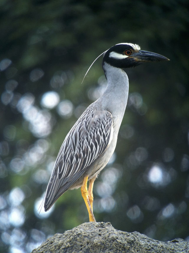 Rondreis Colombia Choco Nuqui El Cantil Ecolodge een mooie reiger