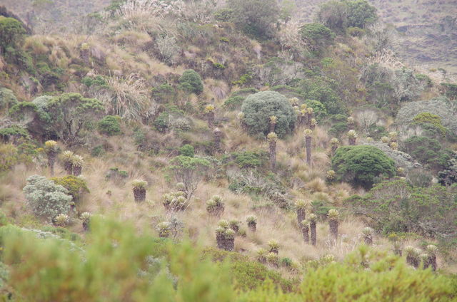 Rondreis Colombia Quindio Los Nevados National Park yuca's in de bergen