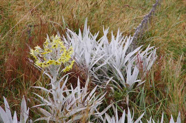 Rondreis Colombia Quindio Los Nevados National Park de natuur in bloei