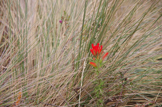 Rondreis Colombia Quindio Los Nevados National Park bloemen in alle kleuren