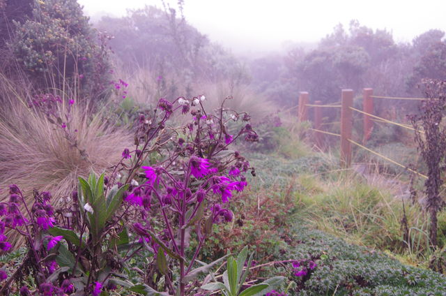 Rondreis Colombia Quindio Los Nevados National Park met paarse bloemen