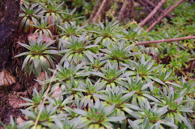 Rondreis Colombia Quindio Los Nevados National Park bodembedekkers