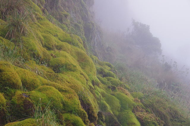 Rondreis Colombia Quindio Los Nevados National Park bodembedekker in de mist