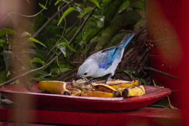 Rondreis Colombia Quindio Manizales Hacienda Venecia vogeltje met bananenschil