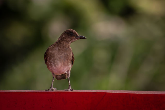 Rondreis Colombia Quindio Manizales Hacienda Venecia bijzondere vogels