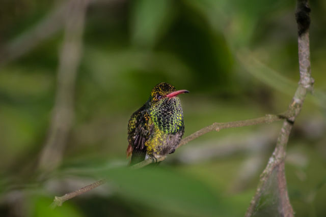 Rondreis Colombia Quindio Manizales Hacienda Venecia Vogel gespot tijdens workshop vogels kijken