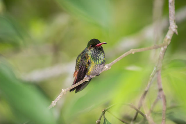 Rondreis Colombia Quindio Manizales Hacienda Venecia vogels met alle kleuren van de regenboog