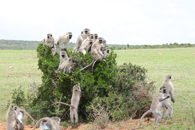 Rondreis Guesthouses in Zuid-Afrika - AmbianceTravel