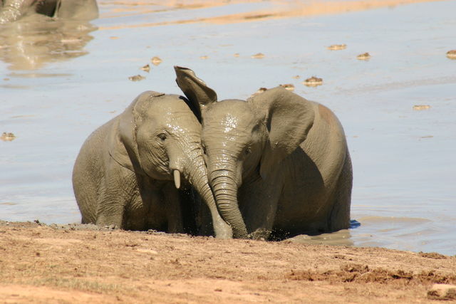 Rondreis Zuid-Afrika Addo olifanten in water