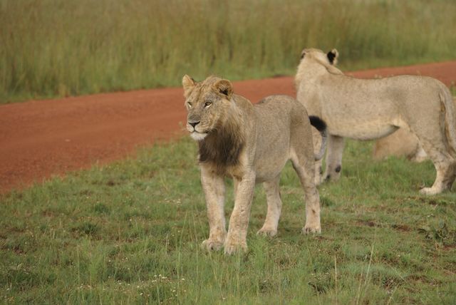 Rondreis Oosten van Zuid-Afrika - AmbianceTravel