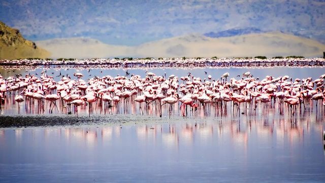 Safari rondreis Tanzania Lake Natron