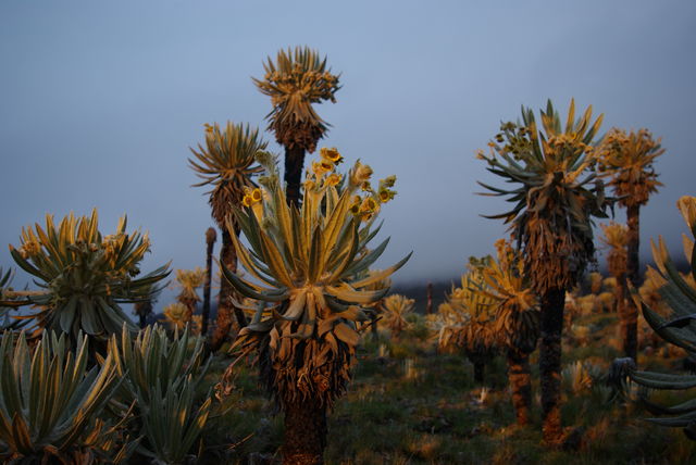 Rondreis Colombia Quindio Nevados NP cactussen