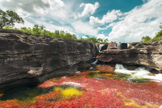 Rondreis Colombia Meta La Macarena Cano Cristales rood met geel