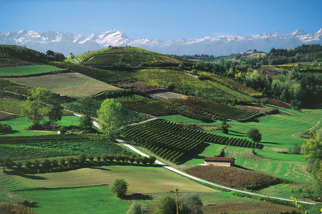 Italië Piemonte Monferrato wijngaarden