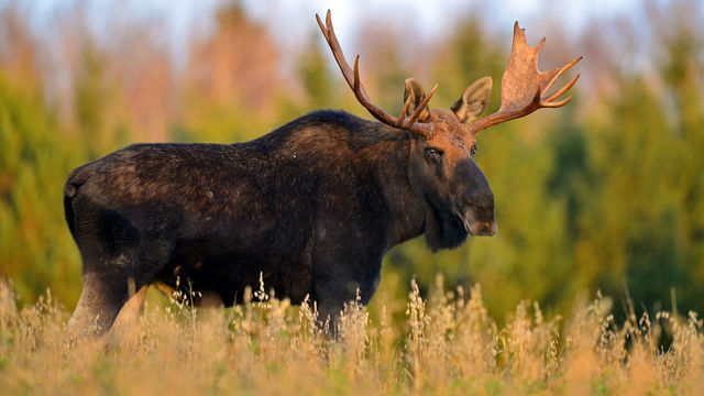 Eland Maine Verenigde Staten