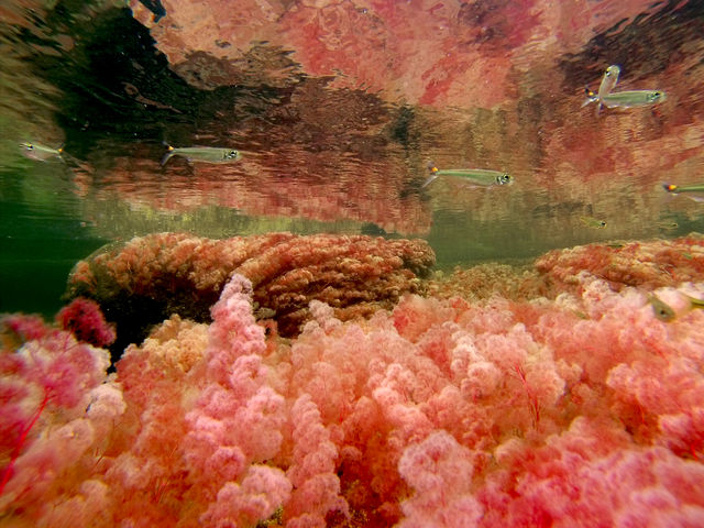 Rondreis Colombia Meta la Macarena Cano Cristales onderwaterbeeld