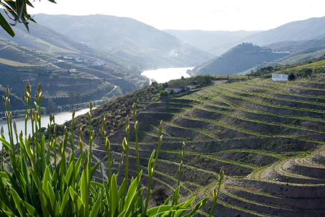 Douro Quinta Nova Portugal