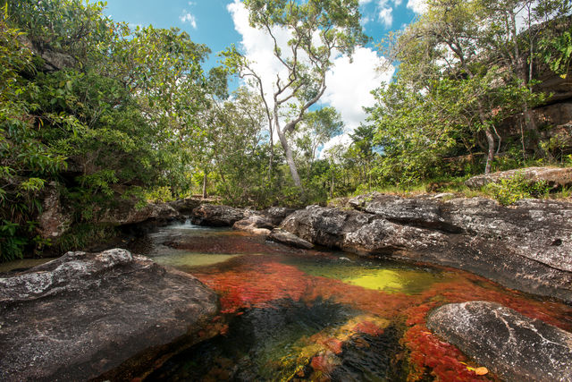 Rondreis Colombia Meta la Macarena Cano Cristales een veelkleurige rivier