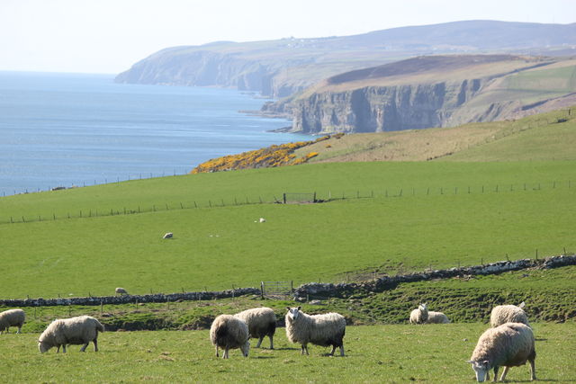 Schotland kust schapen