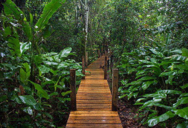 Rondreis Colombia Meta La Macarena la Manigua Lodge verhoogde loopbrug