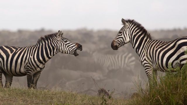 Safari rondreis Tanzania Serengeti