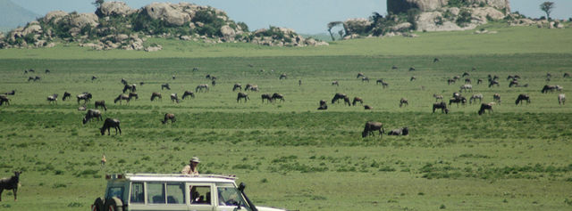 Rondreis wildparken van Tanzania- AmbianceTravel