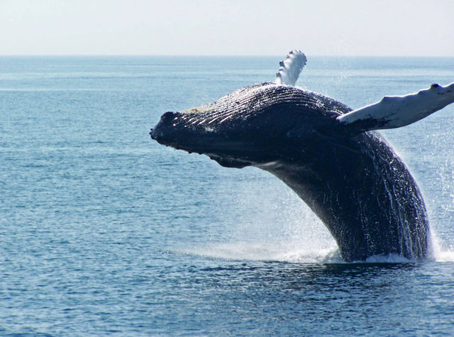 Walvis Massachussets Verenigde Staten