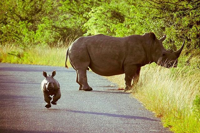 rondreis zuid-afrika St Lucia neushoorn isimangaliso