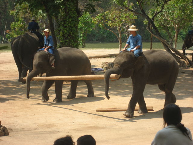 Olifanten reservaat Sukothai Thailand