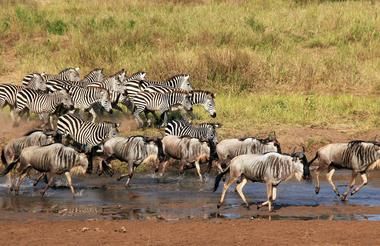 Het beste van Tanzania en Zanzibar, individueel of in een klein groep - AmbianceTravel