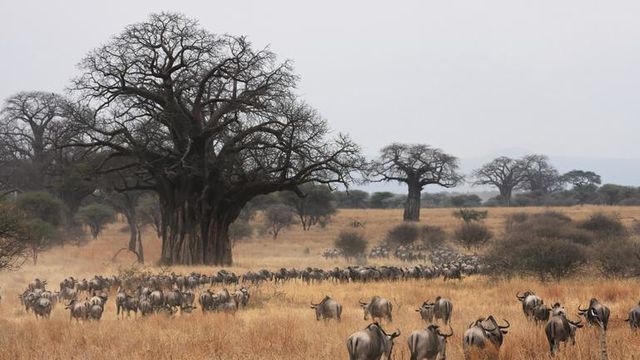 Safari rondreis Tanzania Tarangire