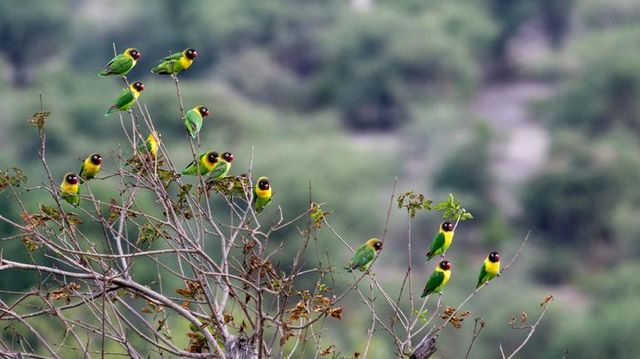 Safari rondreis Tanzania Tarangire