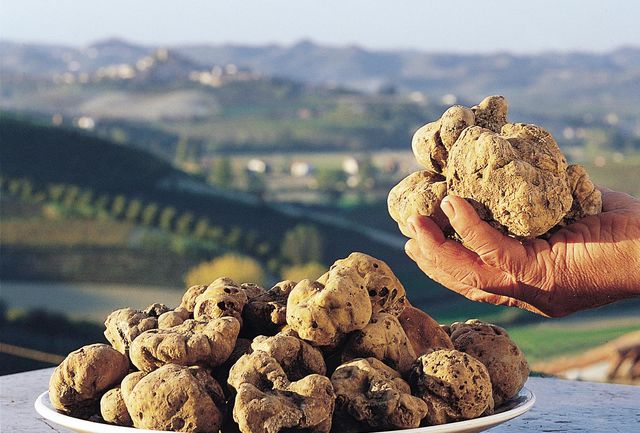 Italië Piemonte truffel