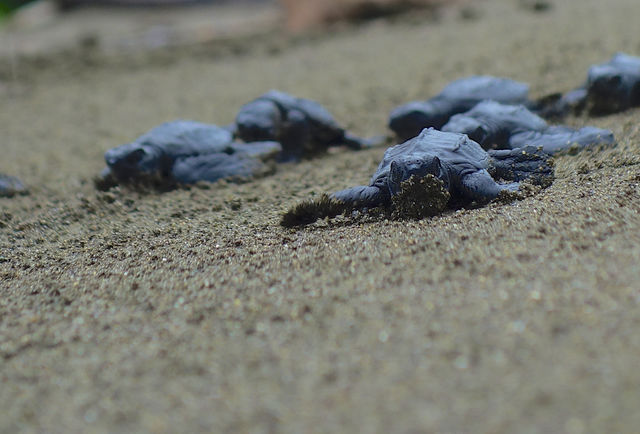 Rondreis Colombia Choco Nuqui El Cantil Ecolodge jonge zeeschildpadjes kruipen over het strand